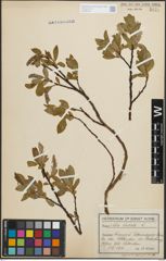 Foto von Salix hastata L.